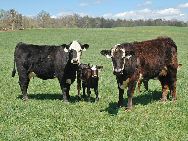 Umbilical hernias in calves are likely hereditary, so if problems occur consider using a different bull for future matings.(DTN/Progressive Farmer photo by Becky Mills)